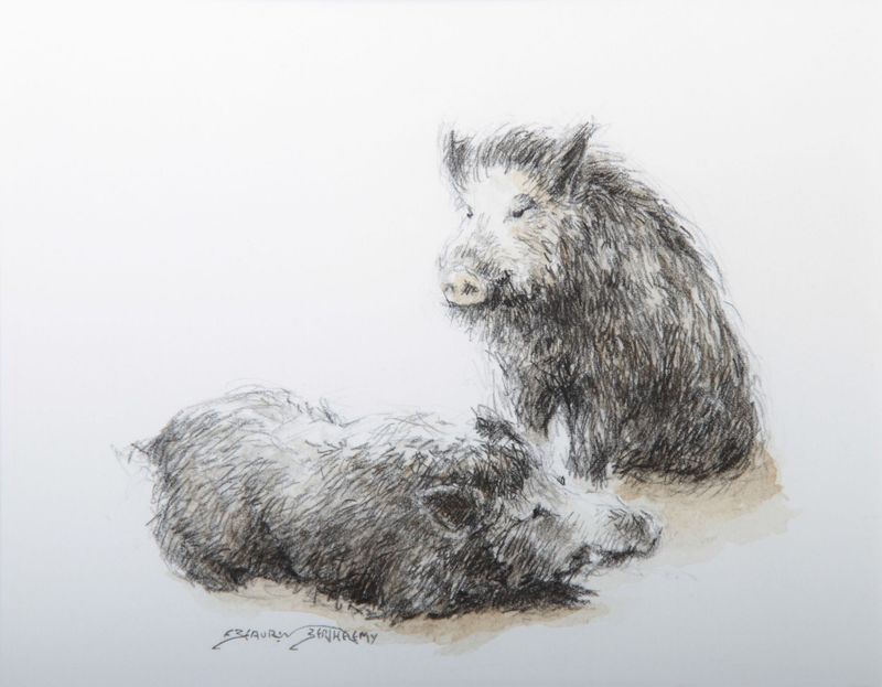 Deux sangliers