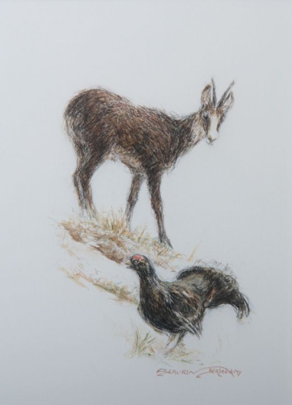 Chamois et tétras