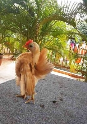 Serama ayam Mengenal Ayam