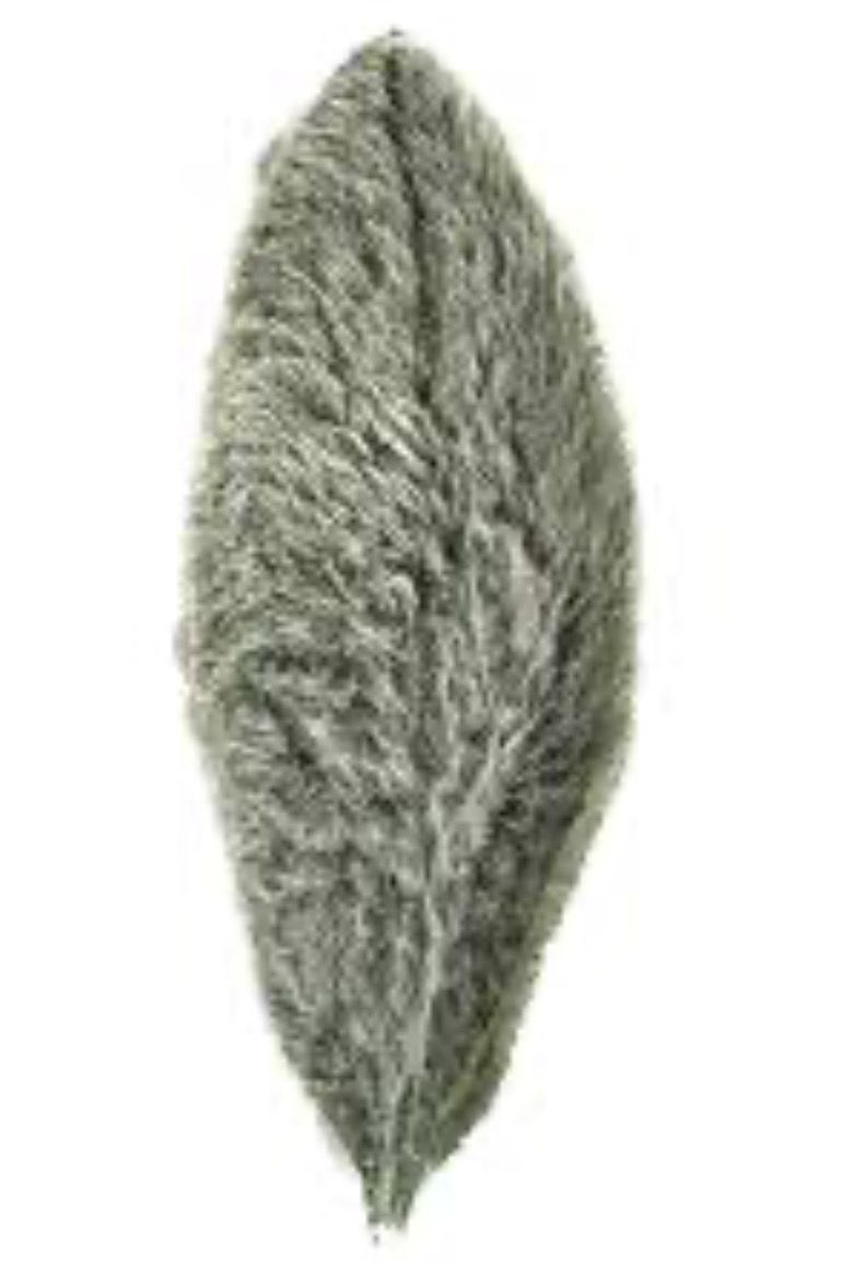 Stachysblad 