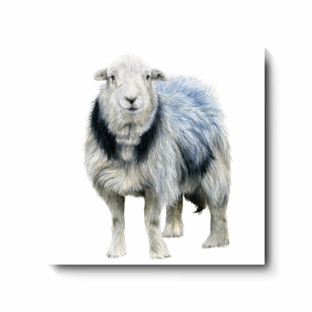 Mrs Herdwick - canvas print by David Pooley