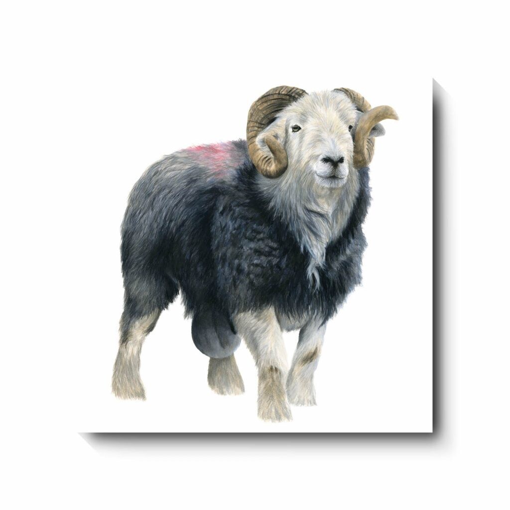 Mr Herdwick - canvas print by David Pooley
