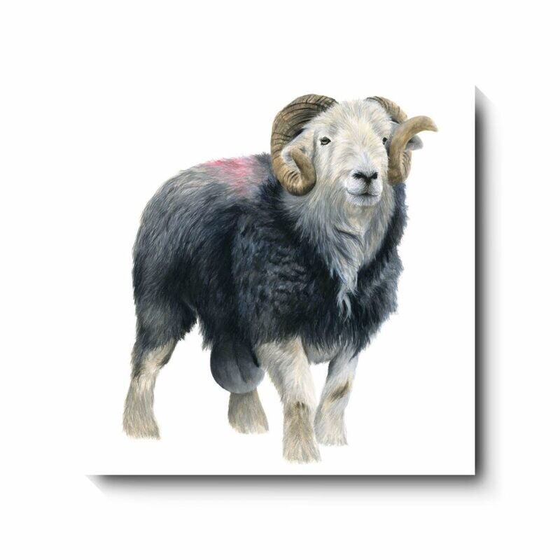 Mr Herdwick - canvas print by David Pooley