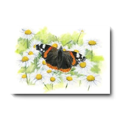 Red Admiral - canvas print by David Pooley
