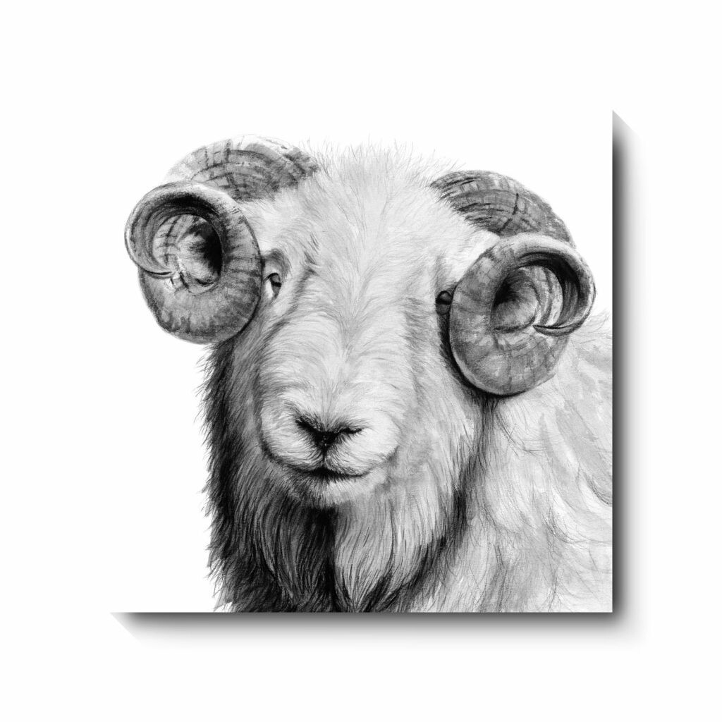 Curley - canvas print by David Pooley