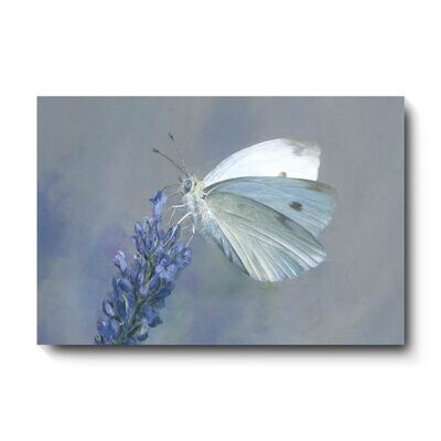 Cabbage White - canvas print by David Pooley