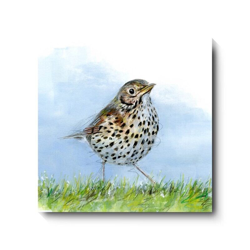 Song Thrush - canvas print by David Pooley