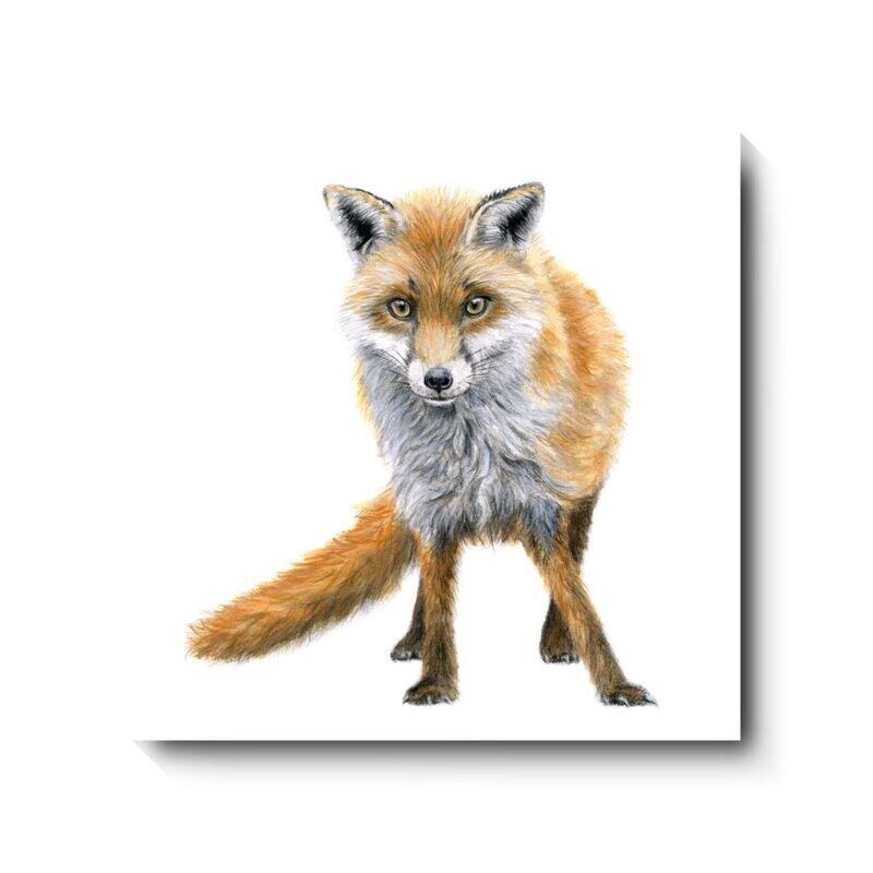 Crazy Like a Fox - canvas print by David Pooley