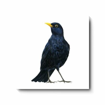 Blackbird - canvas print by David Pooley