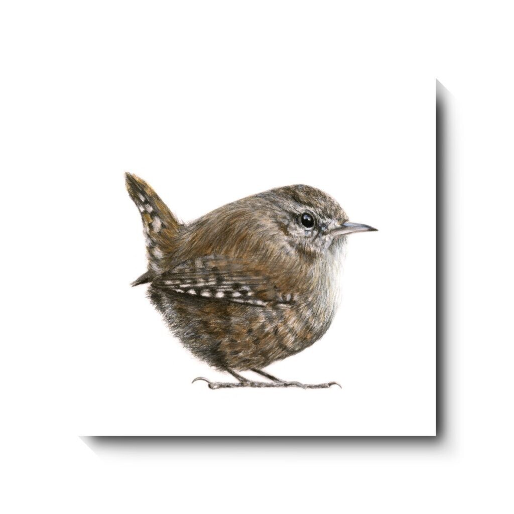Stumpy - canvas print by David Pooley