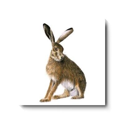 Hare I Go Again - canvas print by David Pooley