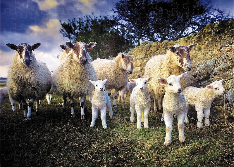 Lamb Gang jigsaw