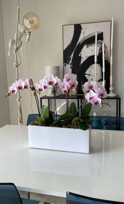 Pure Orchid