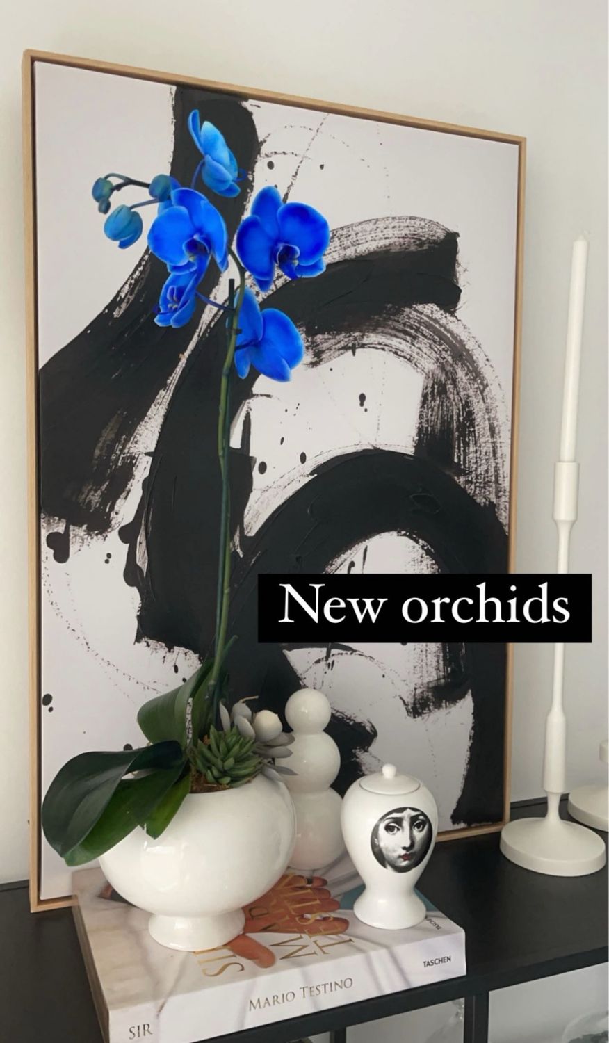 Orchid
