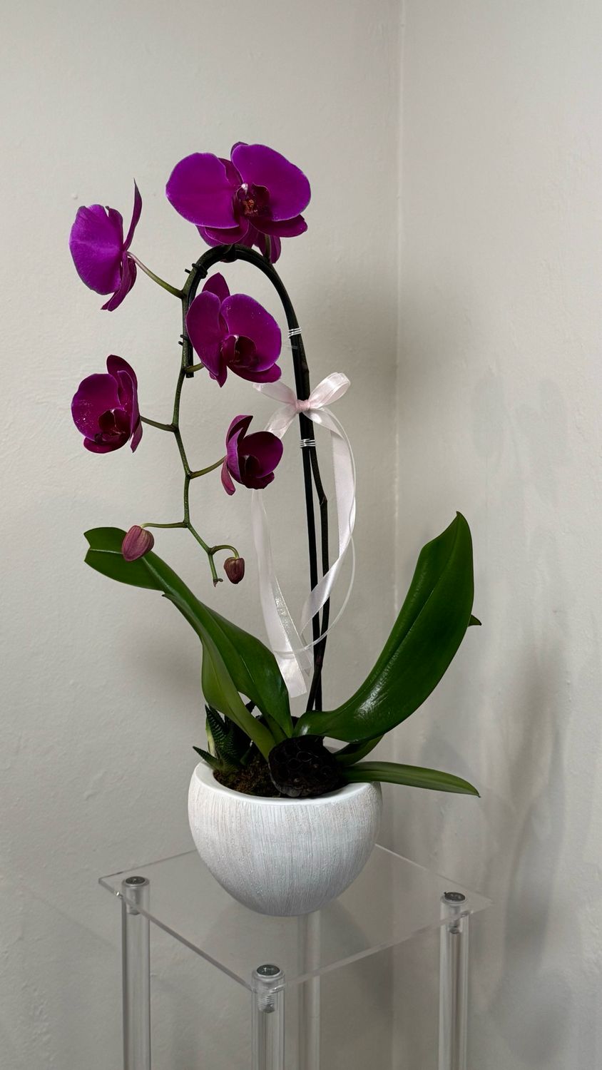 Orchid One