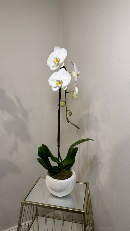 Orchid One