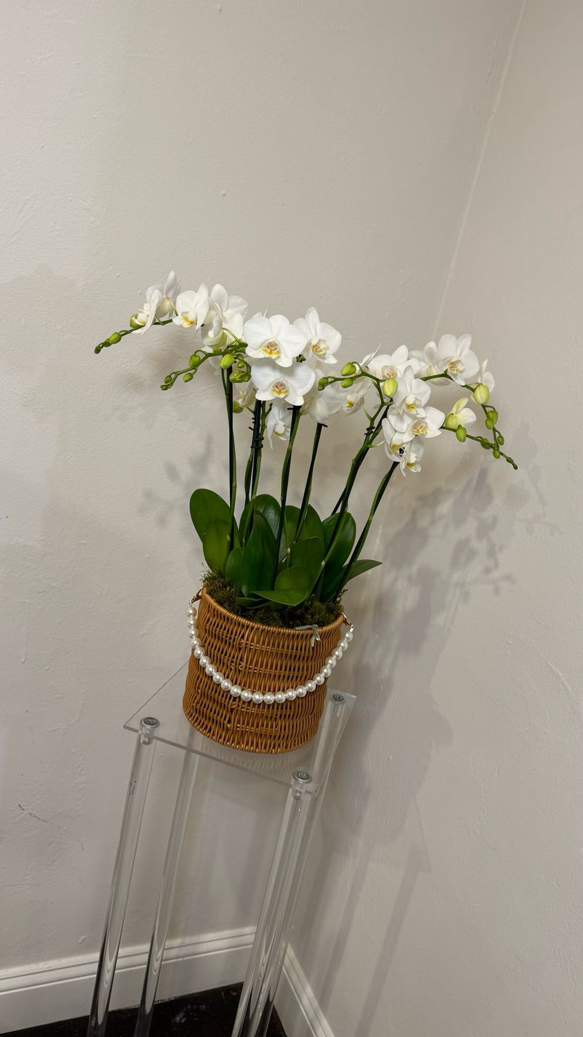Baby orchid