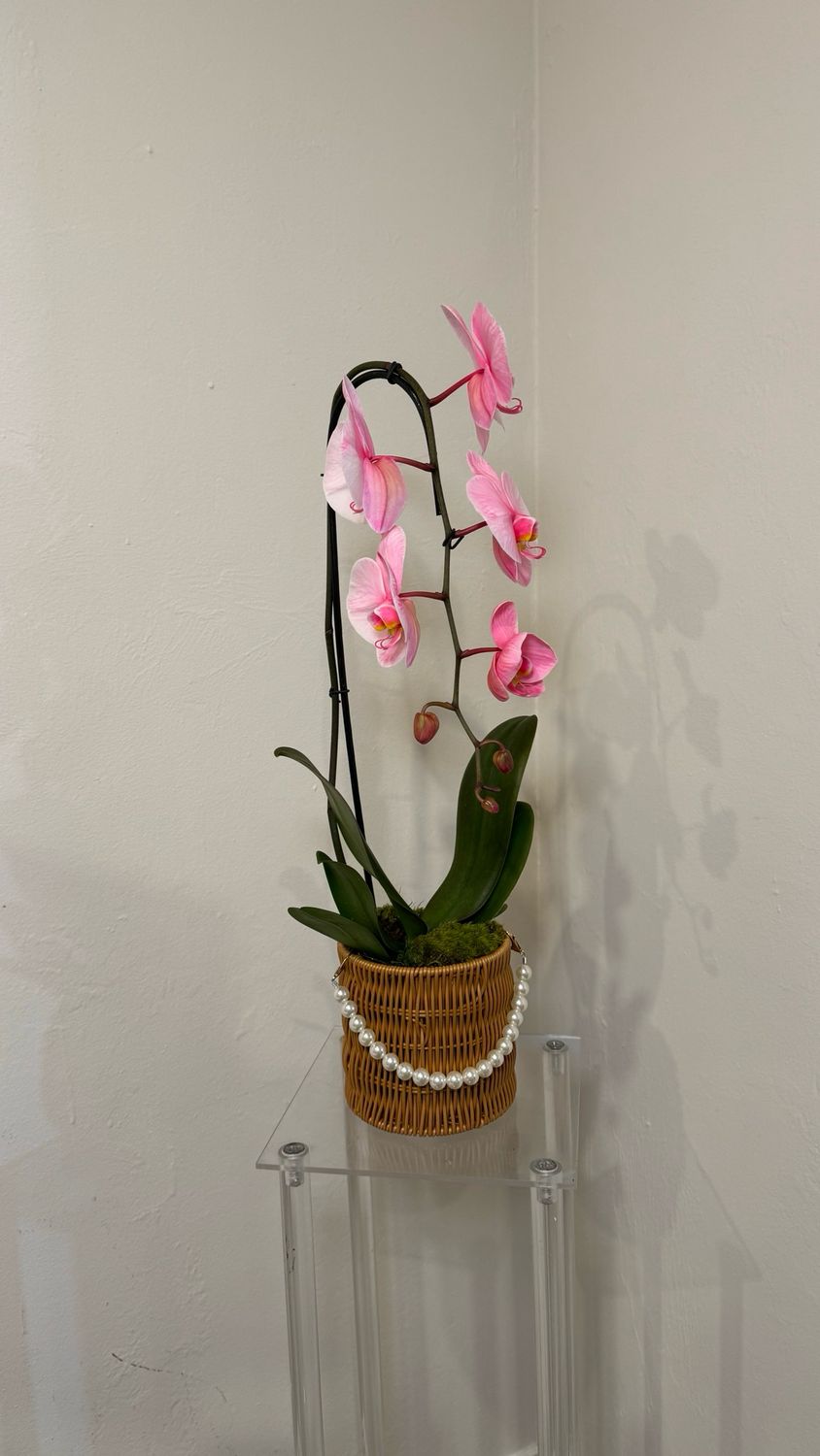 Orquídea única