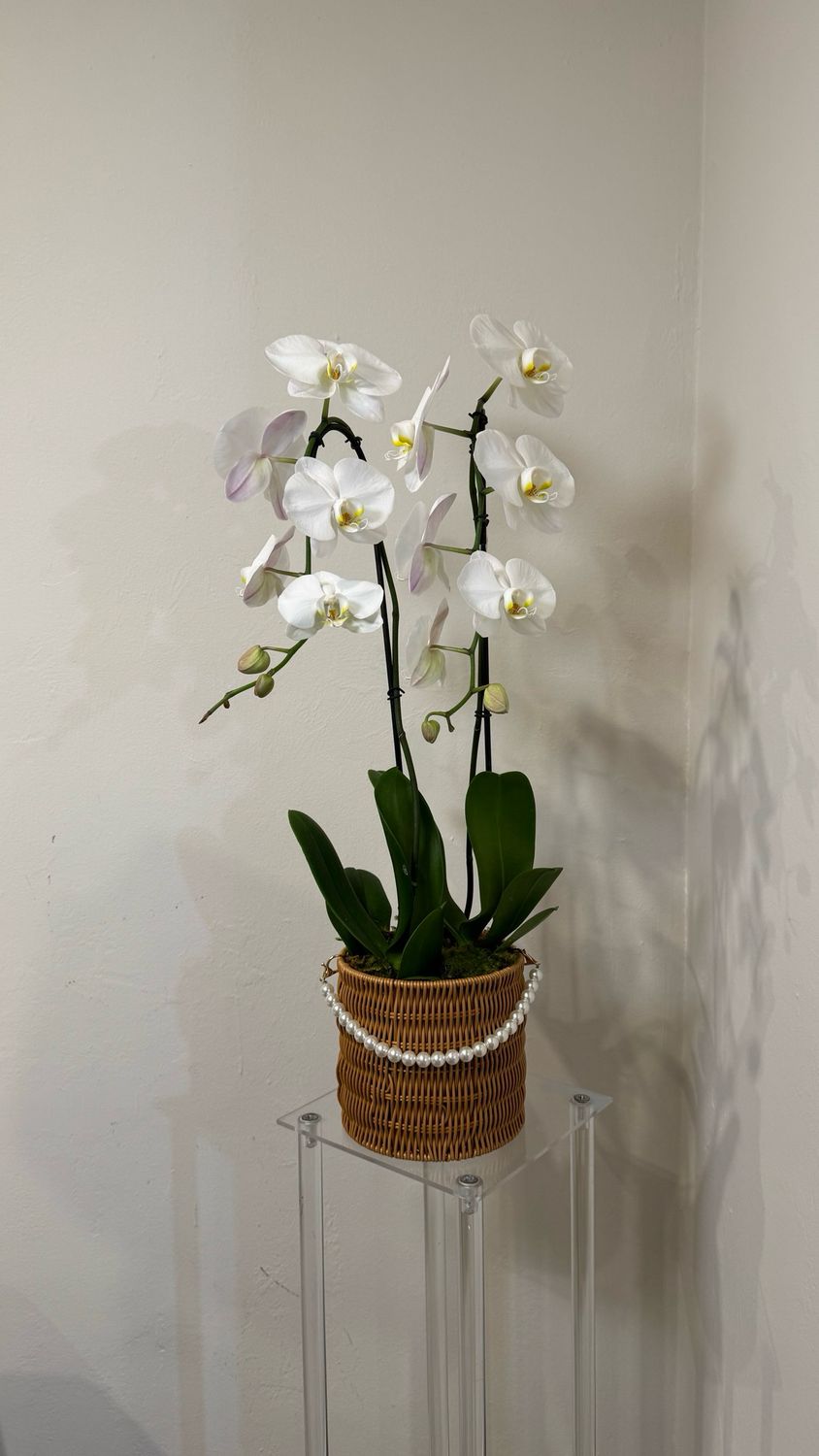 Doble orchid