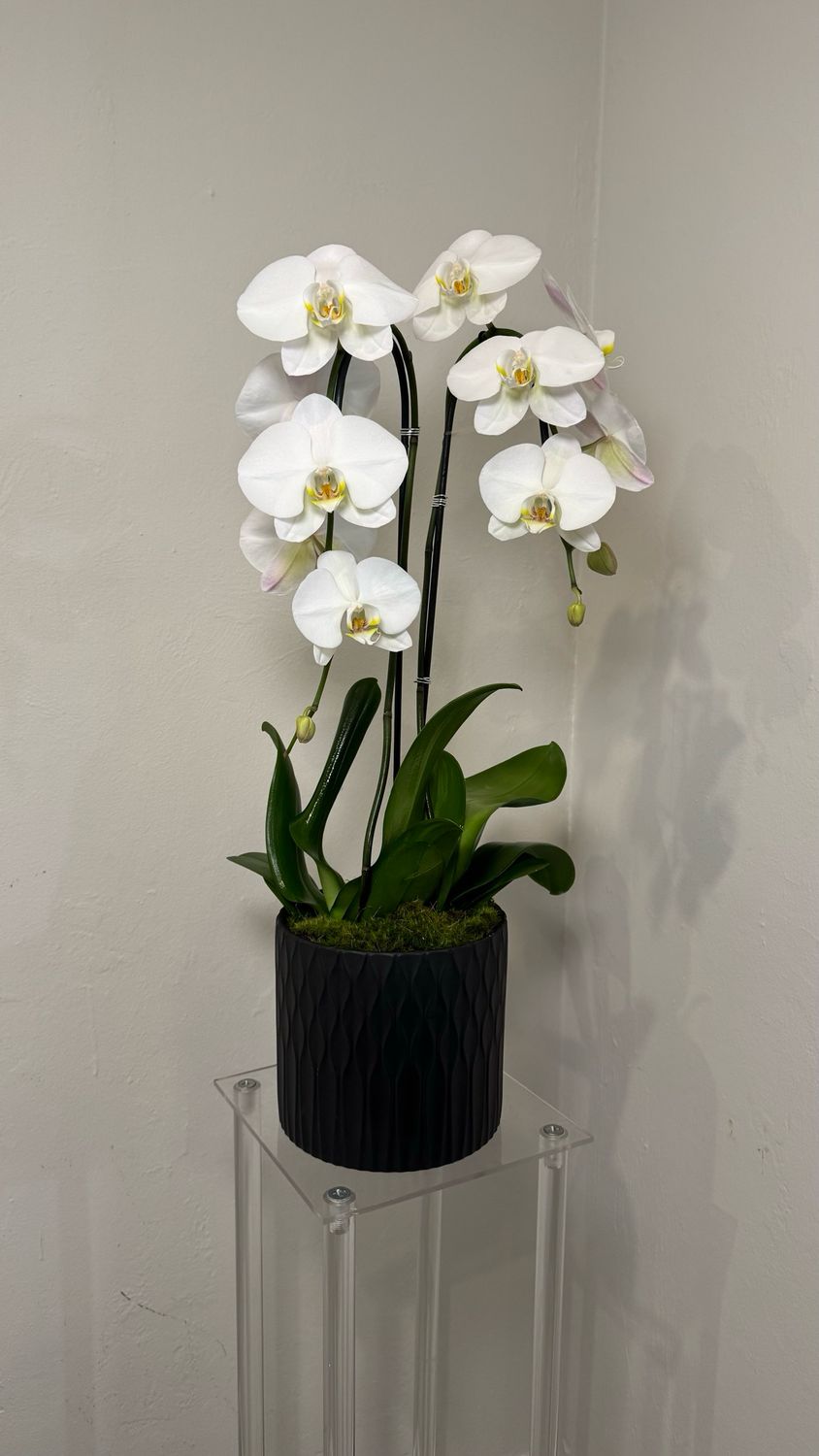Orchids linda