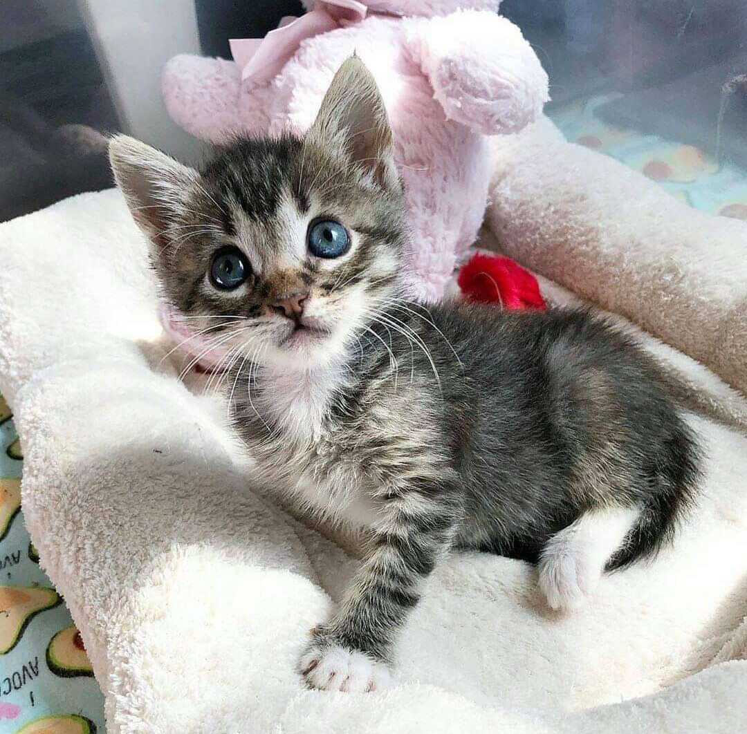 Alice