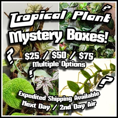 Tropical Plant Mystery Boxes!