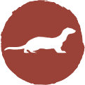 Shop for Ferrets