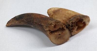 Beef Horn MARROW