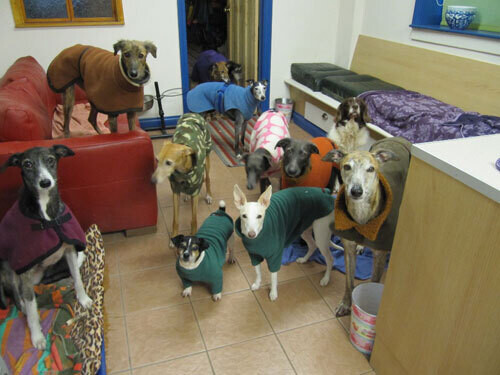 RESCUE DONATION - Kim’s Home for Elderly/Abused Dogs