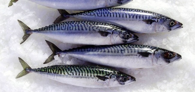 Fish