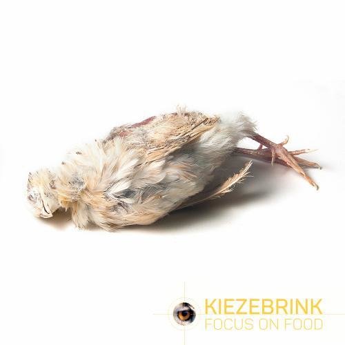 French Quail with feathers (each) SMALL
