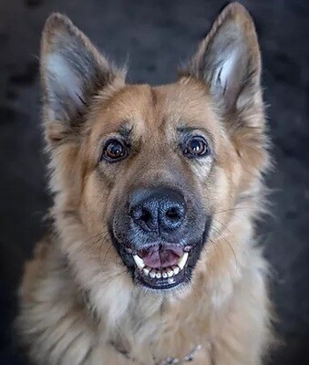 Pet Health &amp; Wellbeing