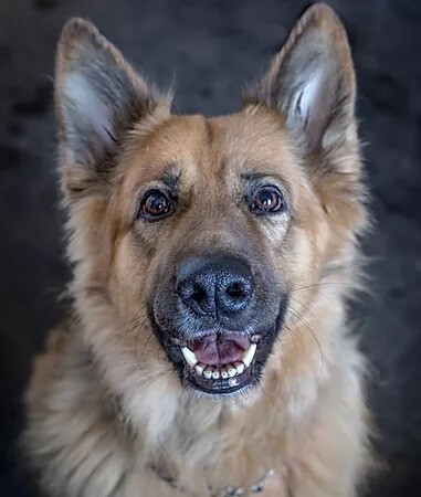 Pet Health &amp; Wellbeing