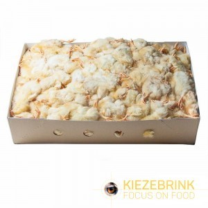 Day Old Chicks (2kg)