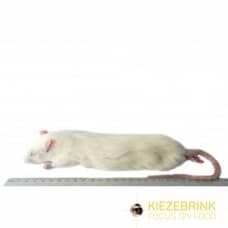 Jumbo Rat (each)