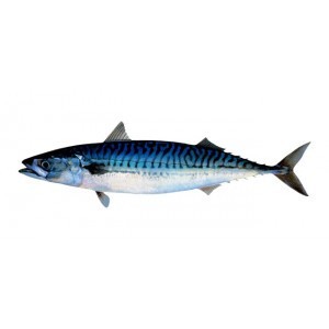Reggie's Whole Mackerel (1kg)