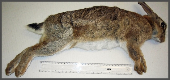 Whole Gutted Wild Rabbit in Fur