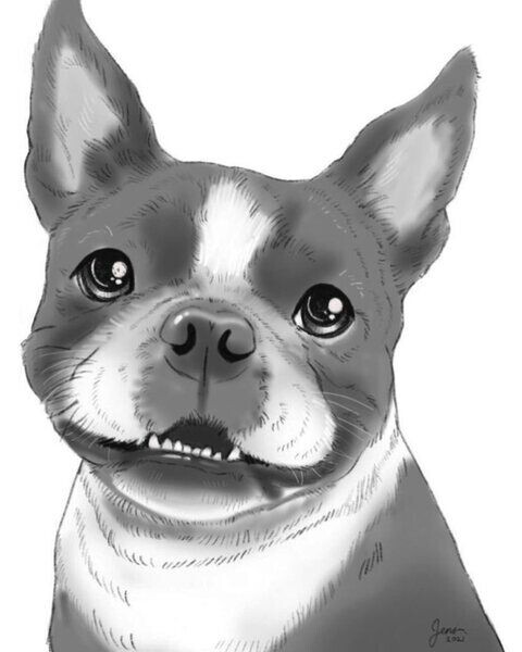 Adams Stone's Boston Terriers