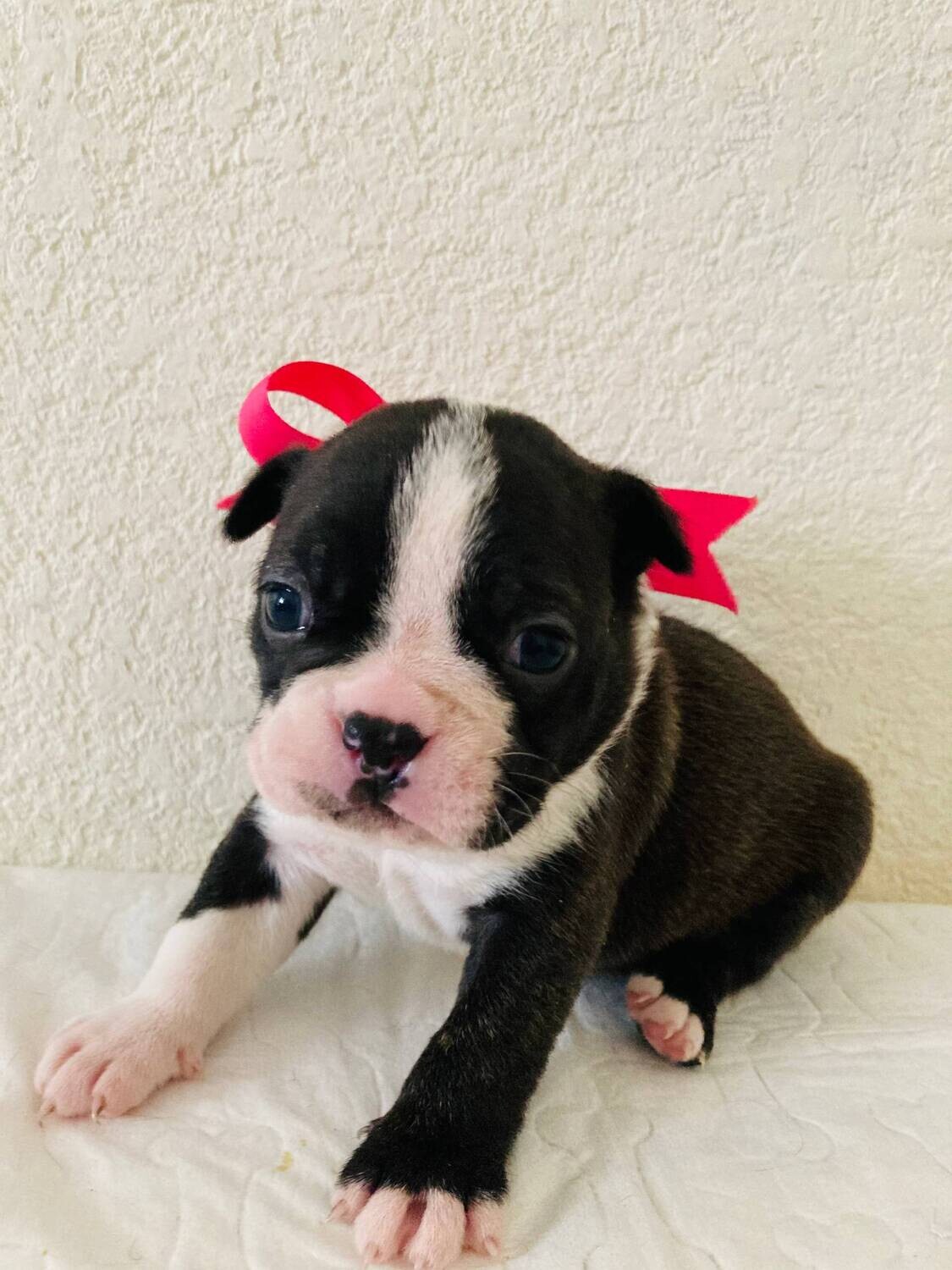 Emmett. Male • 10 weeks Boston Terrier Puppy