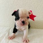 Raven Female Boston Terrier Puppy