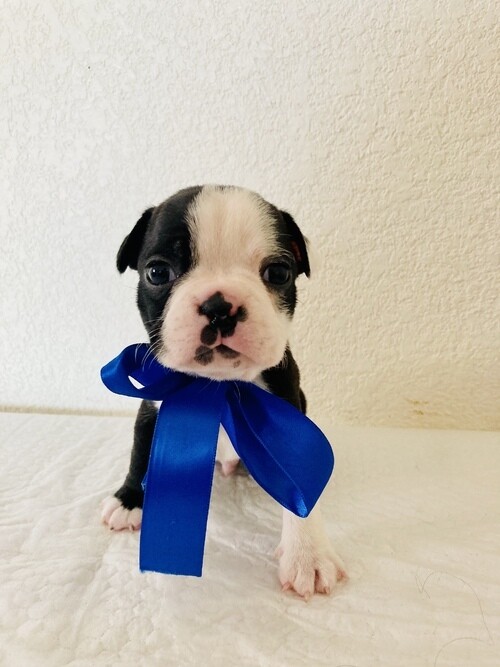 Lucky Male Boston Terrier Puppy