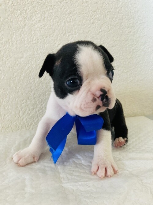 Rexus Male Boston Terrier Puppy