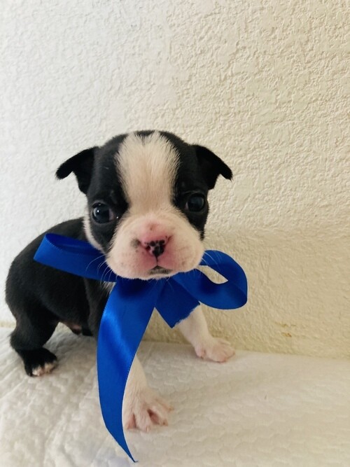 Mickey Male Boston Terrier Puppy