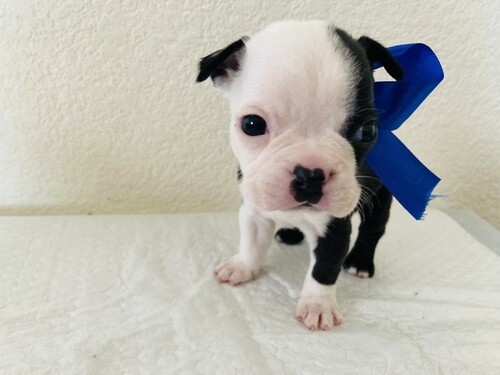 Jax Male Boston Terrier Puppy