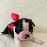 Nicky Female Boston Terrier Puppy