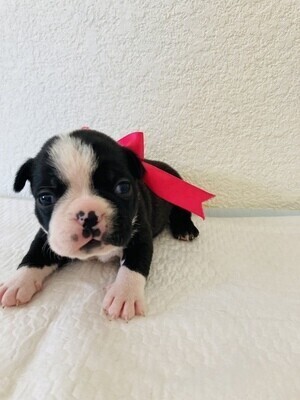 Britta Female Boston Terrier Puppy