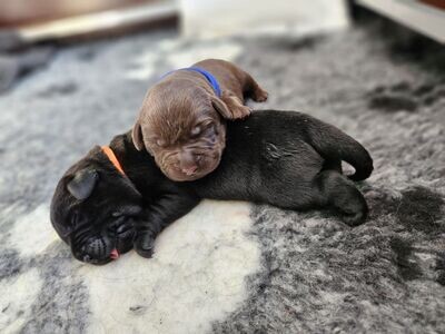 PUPPY ID BANDJES