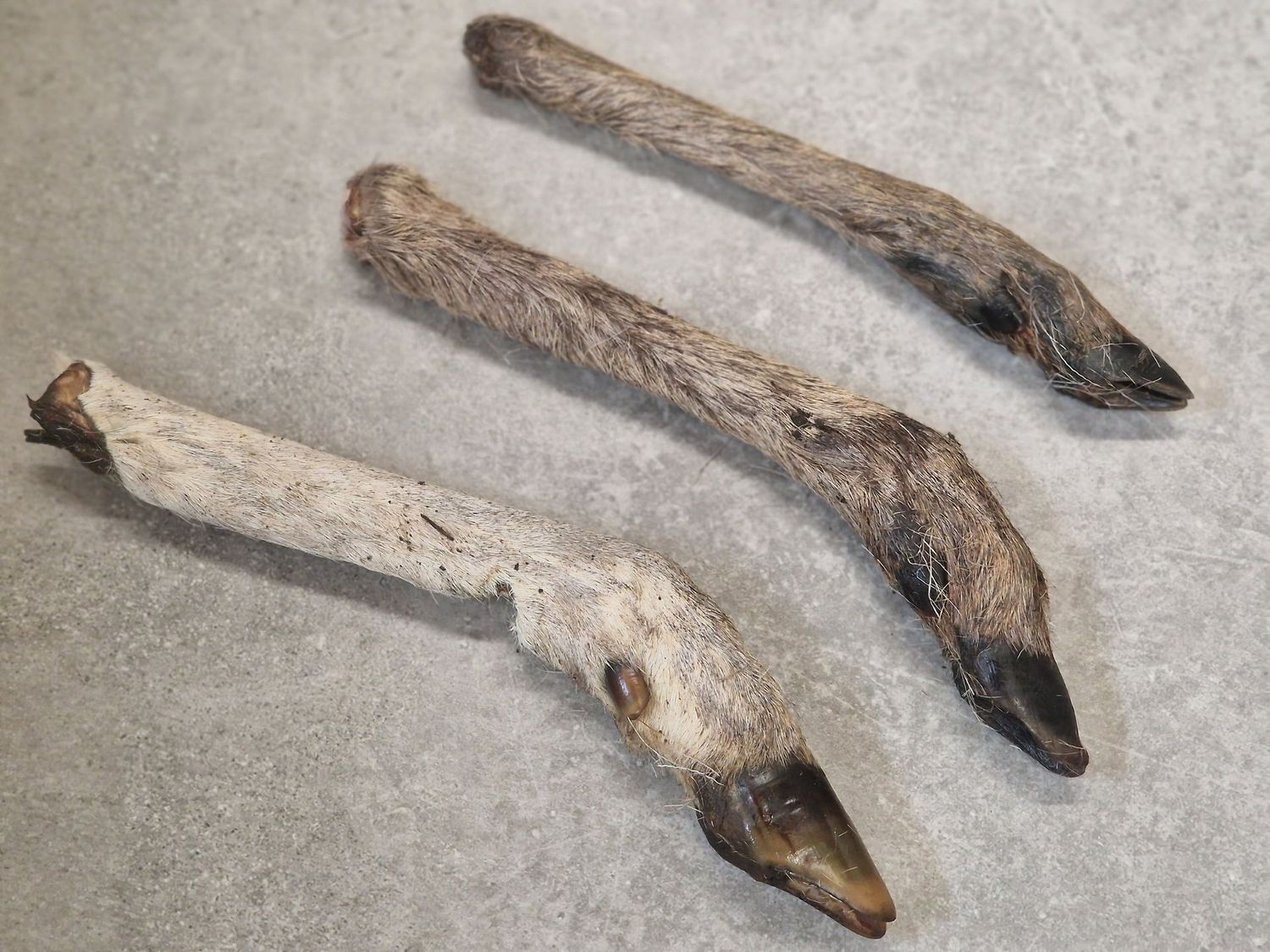 Reeën poten 3 stuks