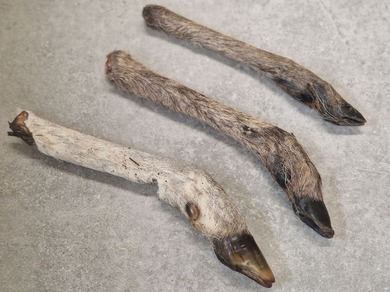 Reeën poten 3 stuks
