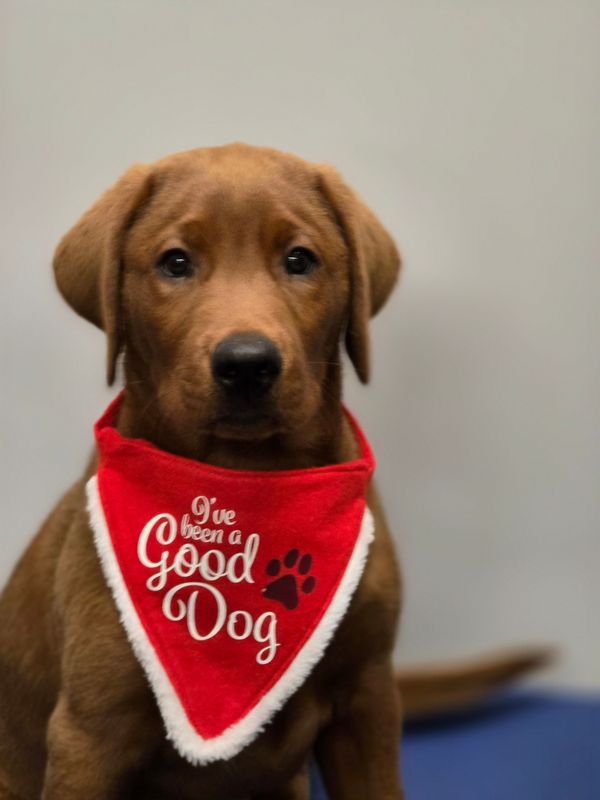 Kerstbandana Mt M I've been a good dog